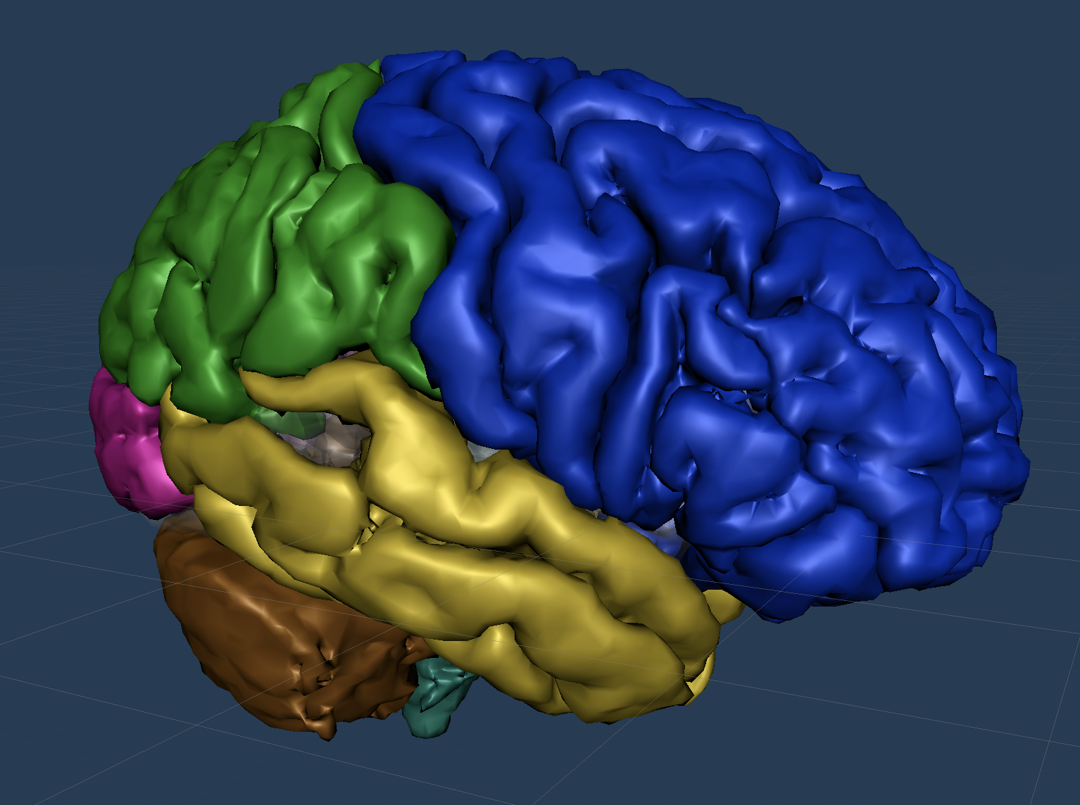 3D brain from anatomical MRI, color coded cortex and cerebellum Snorkle